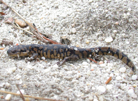 Eastern Tiger Salamander